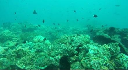 Menikmati Keindahan Bawah Laut Pantai Kerobokan: Panduan Snorkeling dan Persiapan yang Tepat